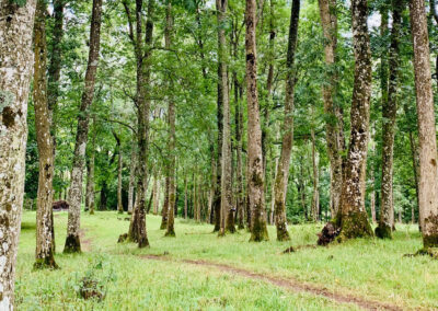A photograph of the Ancient Woodland.